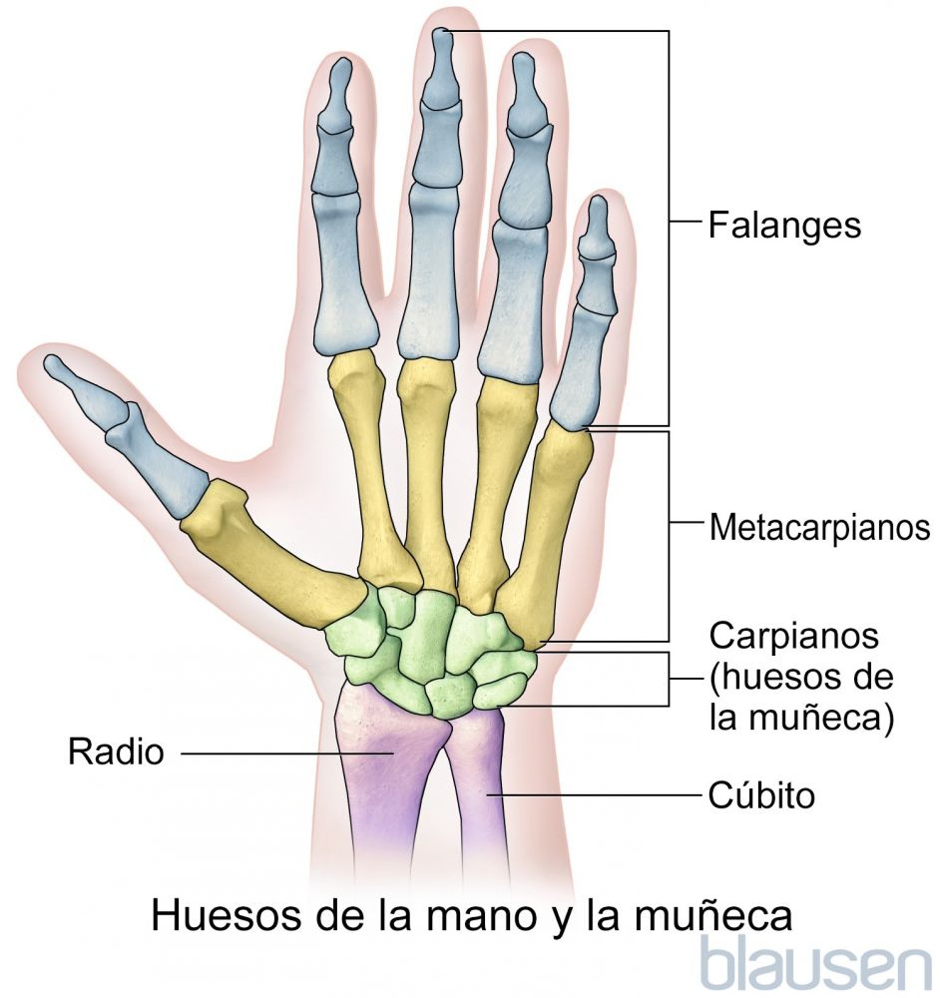 Huesos de la mano y la muñeca