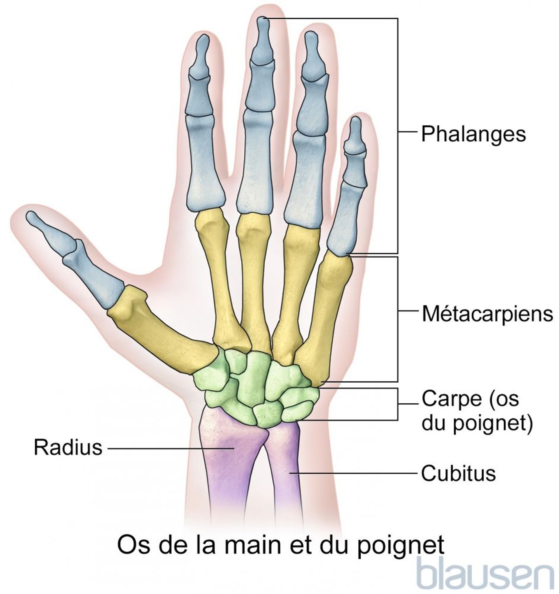 Os de la main et du poignet