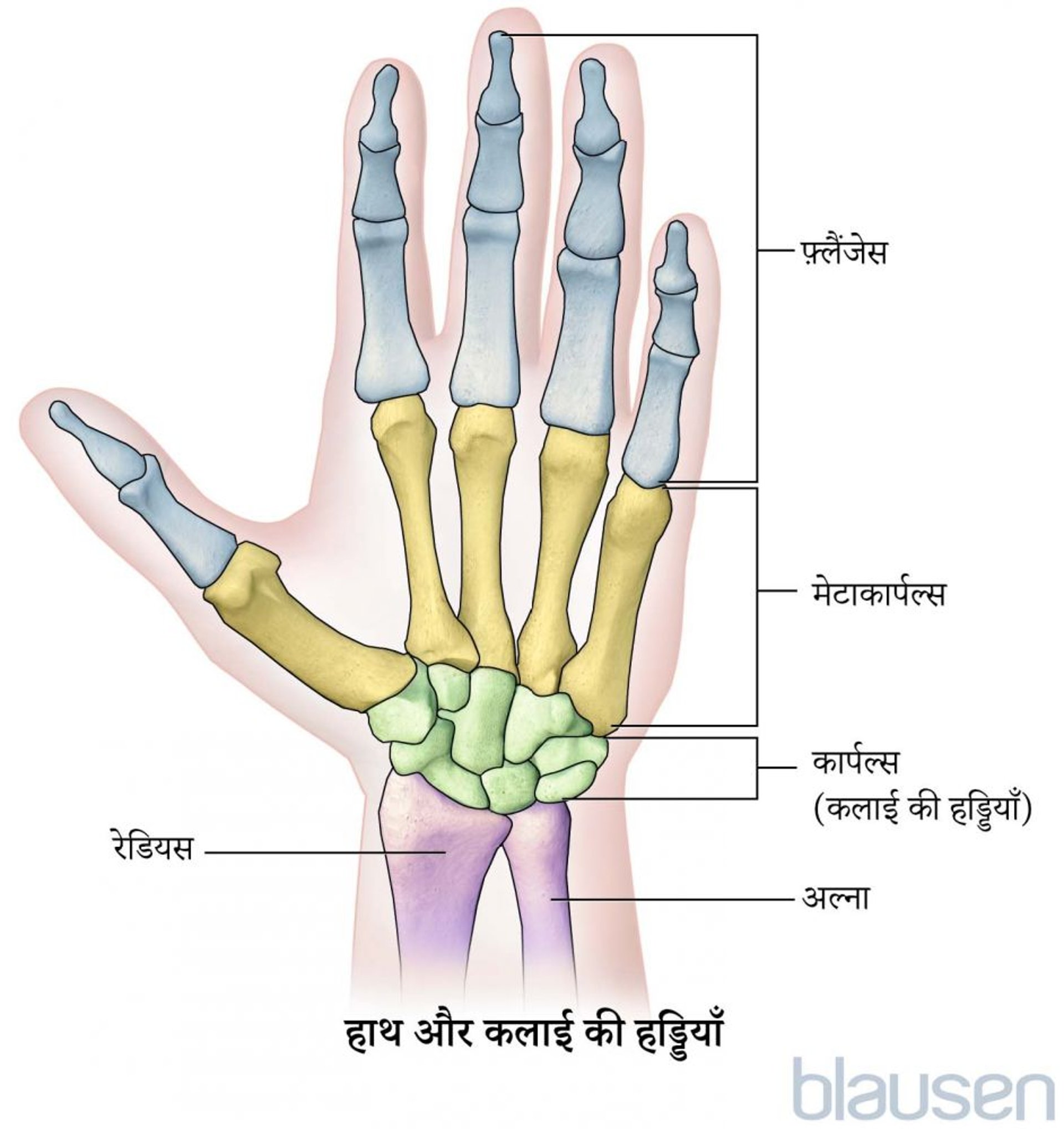 हाथ और कलाई की हड्डियाँ