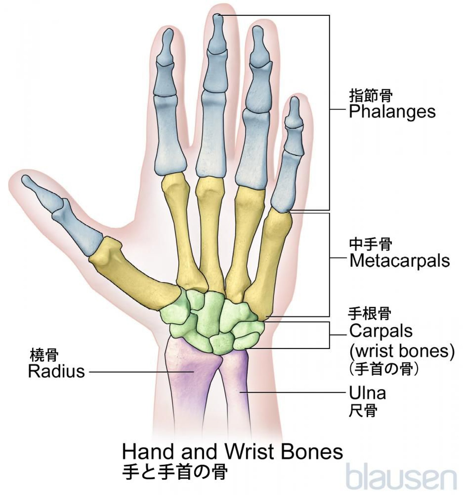 手と手首の骨