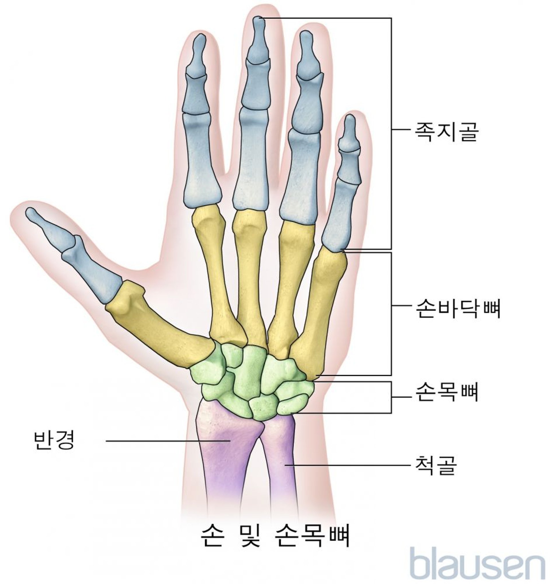 손과 손목 뼈