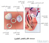 صمامات القلب (البطينان منقبضان)