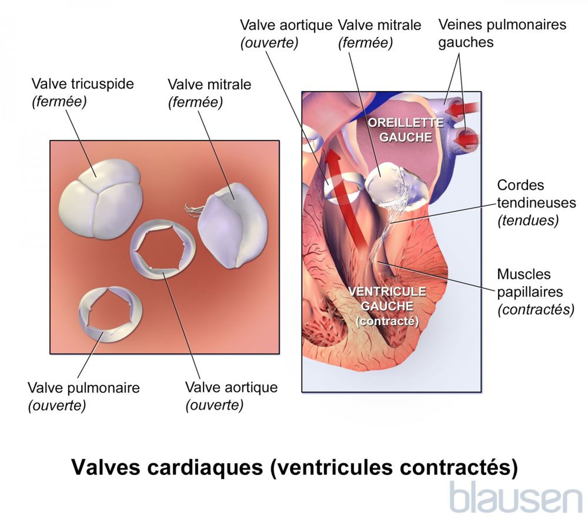 Valves cardiaques (ventricules contractés)