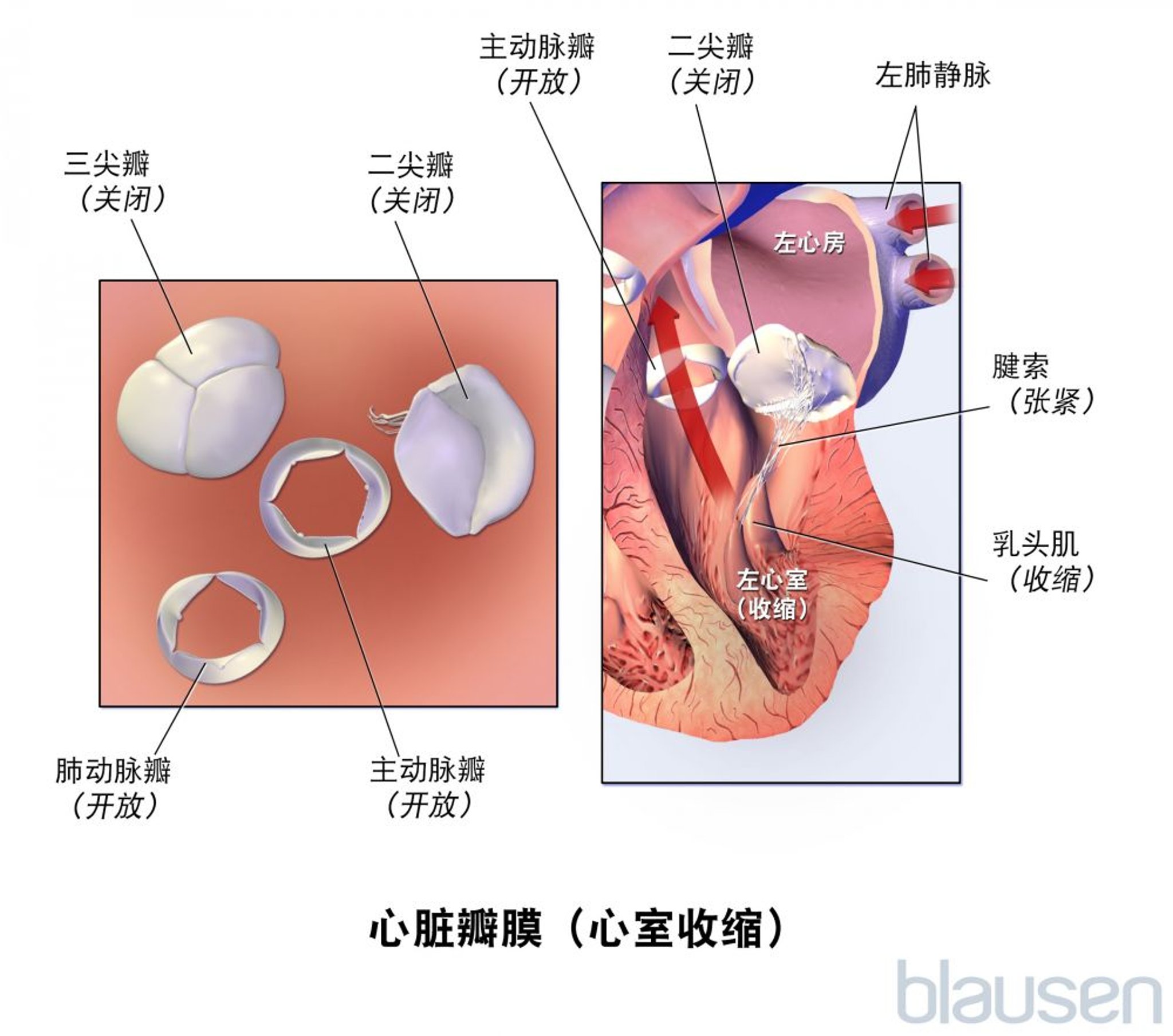 心脏瓣膜（心室收缩）