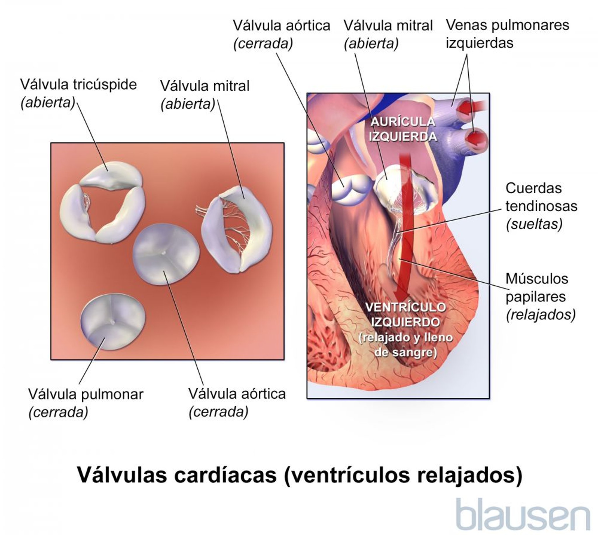 Válvulas del corazón (ventrículos relajados)