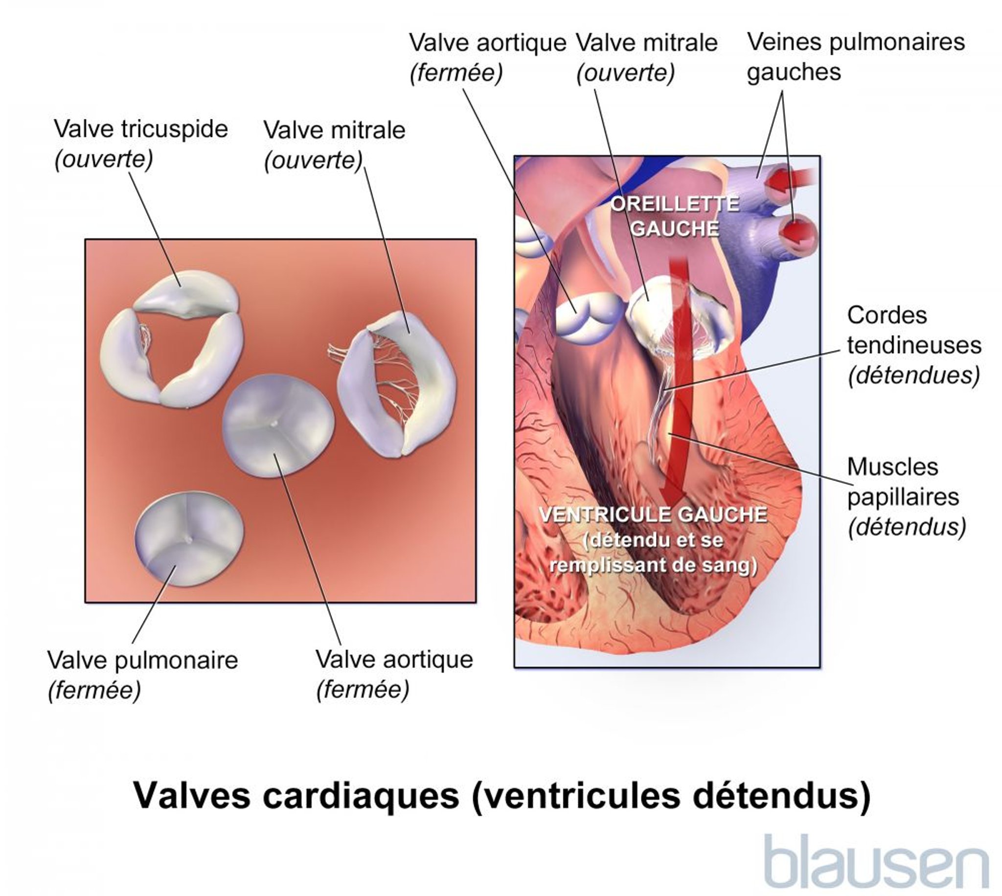 Valves cardiaques (ventricules relâchés)