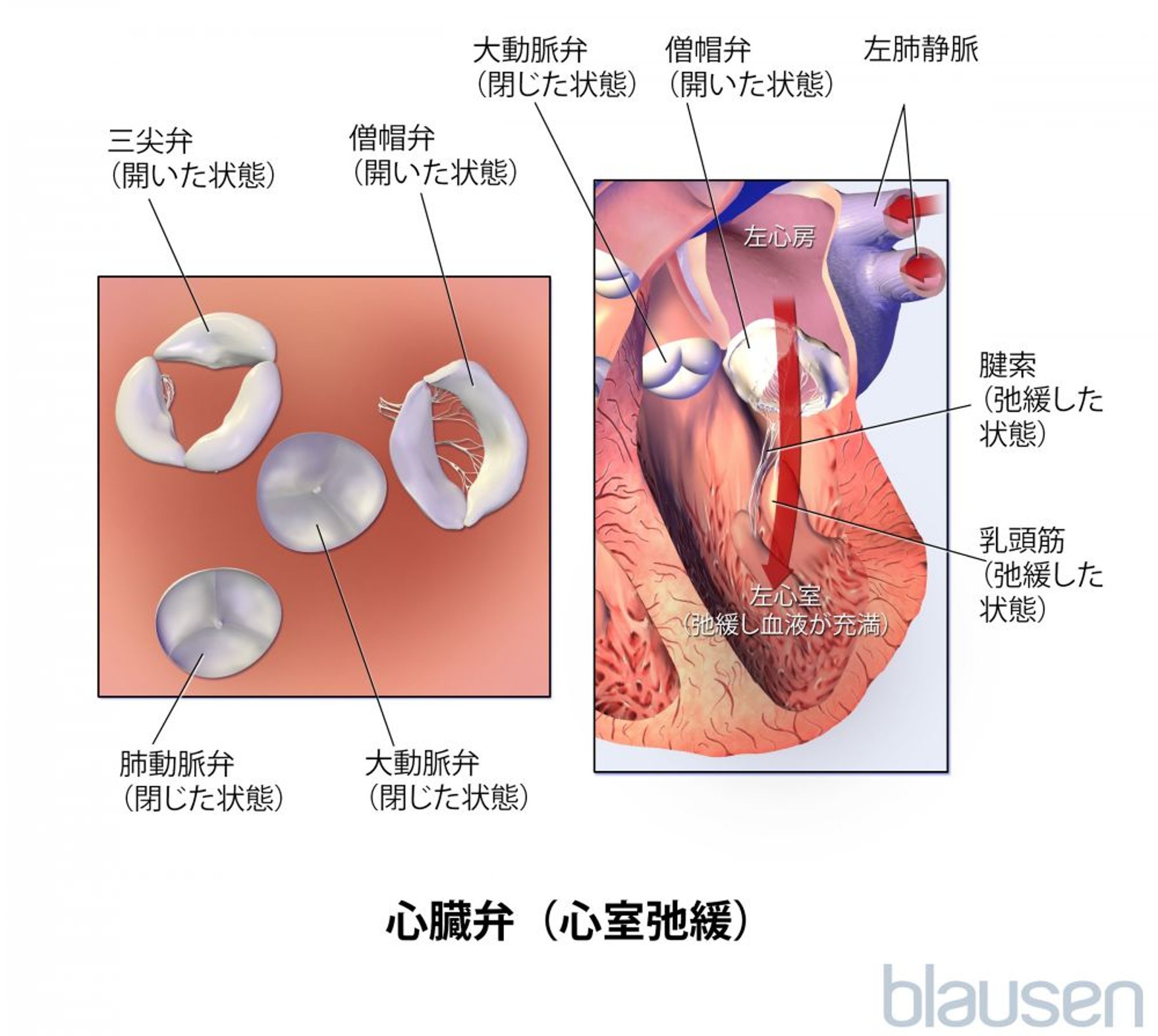 心臓弁（弛緩している心室）