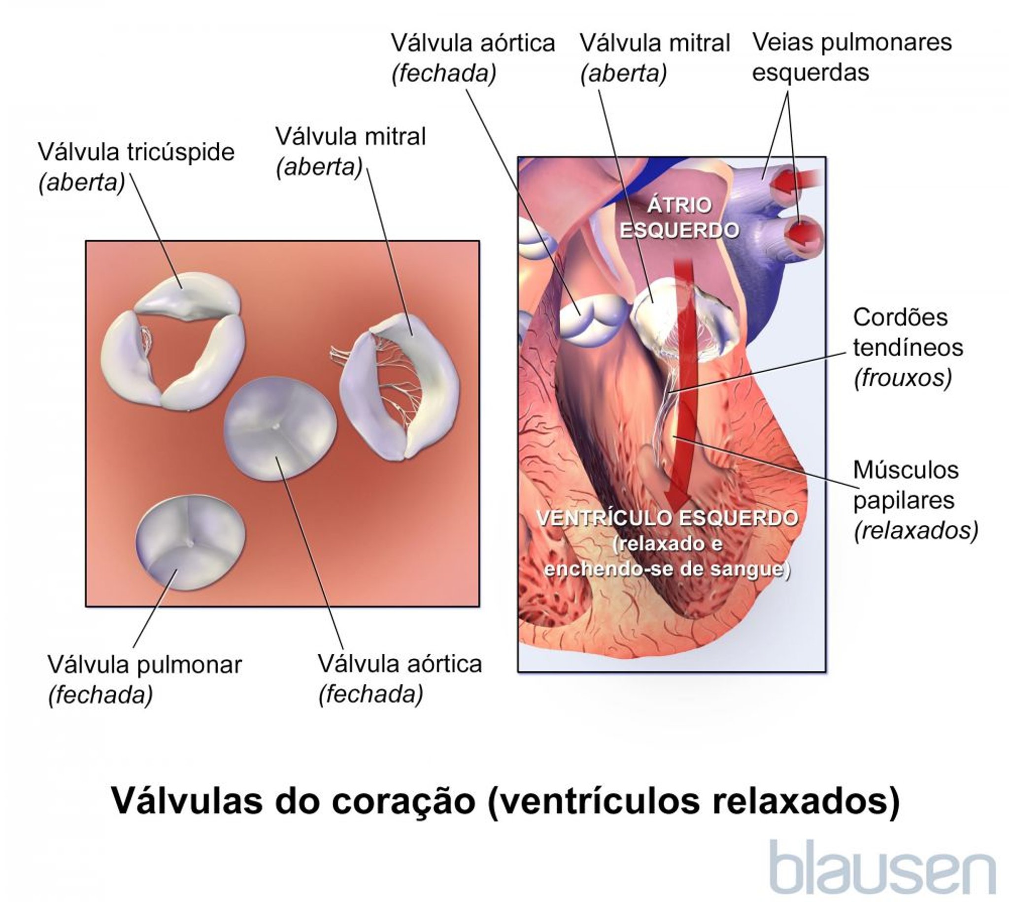 Válvulas do coração (ventrículos relaxados)