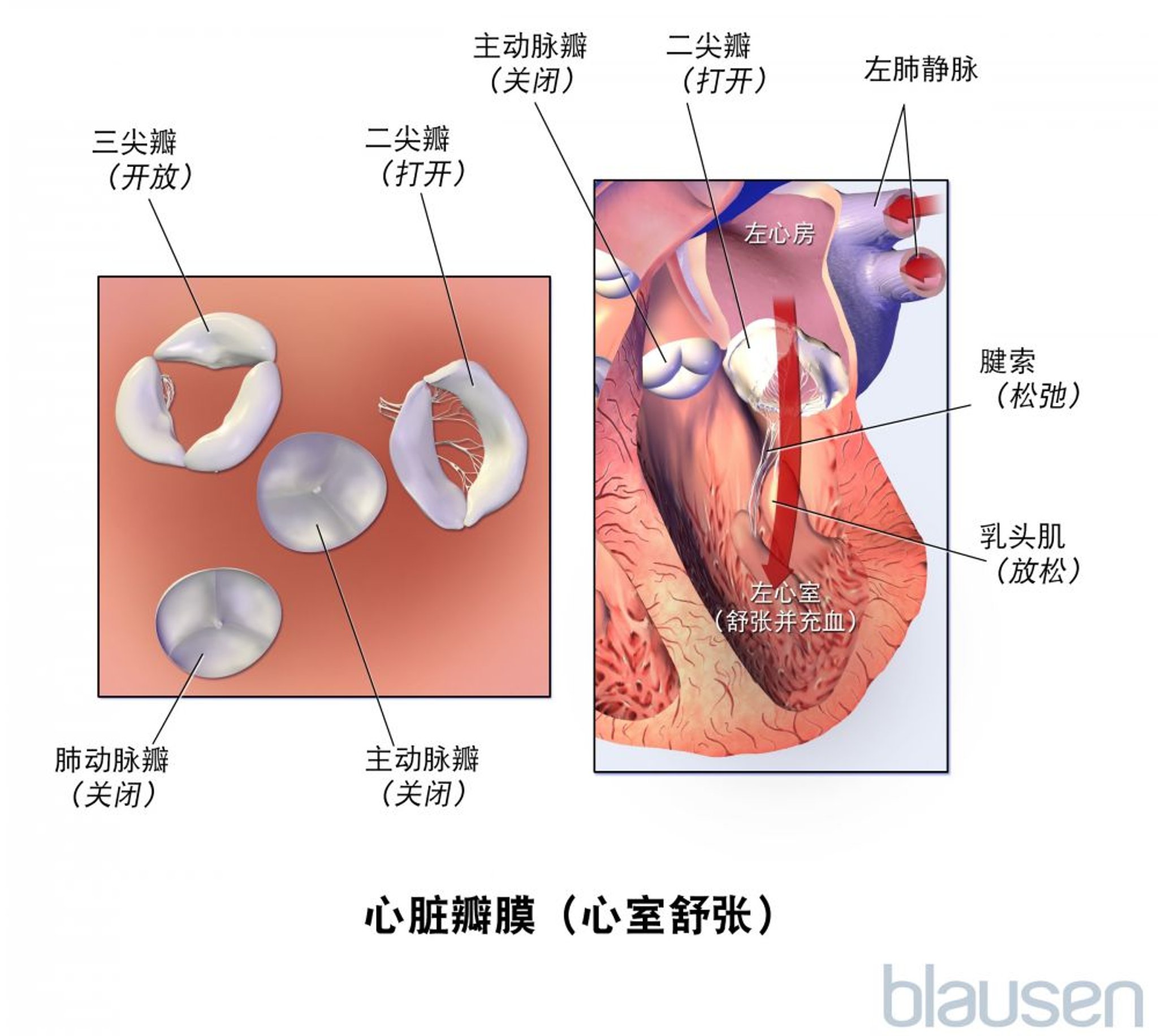 心脏瓣膜（心室舒张）
