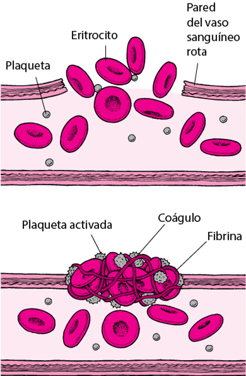 Coágulo sanguíneo: taponando las grietas