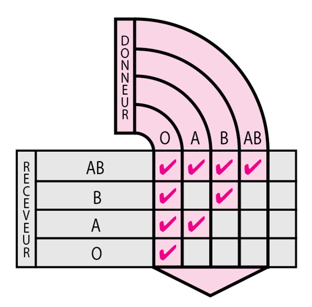 Compatibilité des groupes sanguins