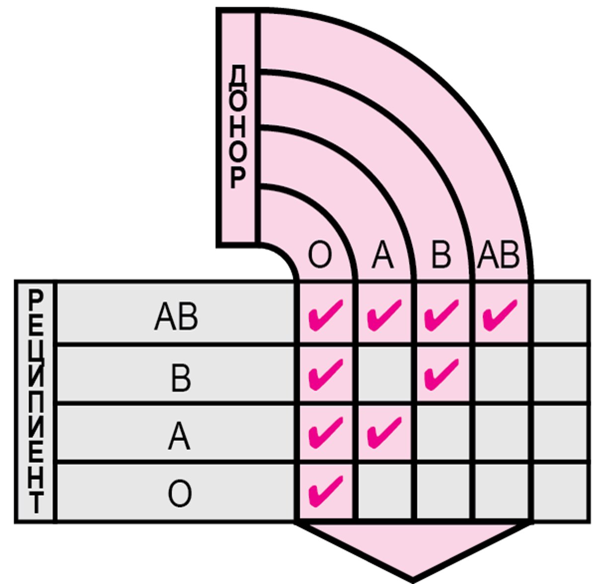 Совместимые группы крови