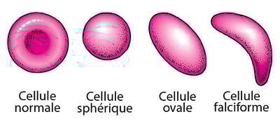Forme des globules rouges