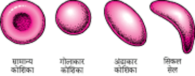 लाल रक्त कोशिकाओं का आकार