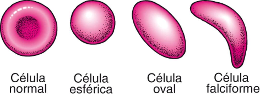 Formas dos glóbulos vermelhos