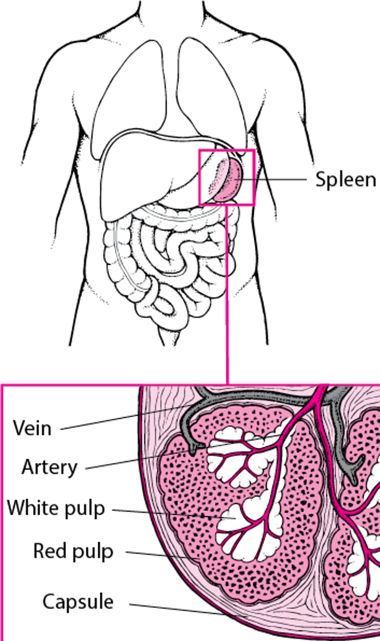 Viewing the Spleen