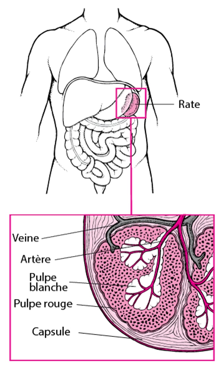 Visualisation de la rate