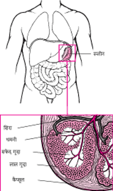 स्प्लीन देखना