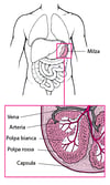 Anatomia della milza