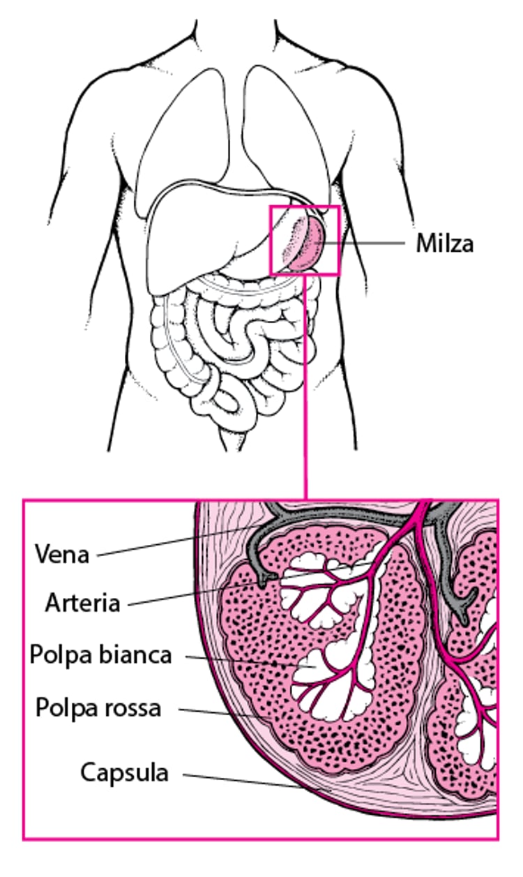 Anatomia della milza