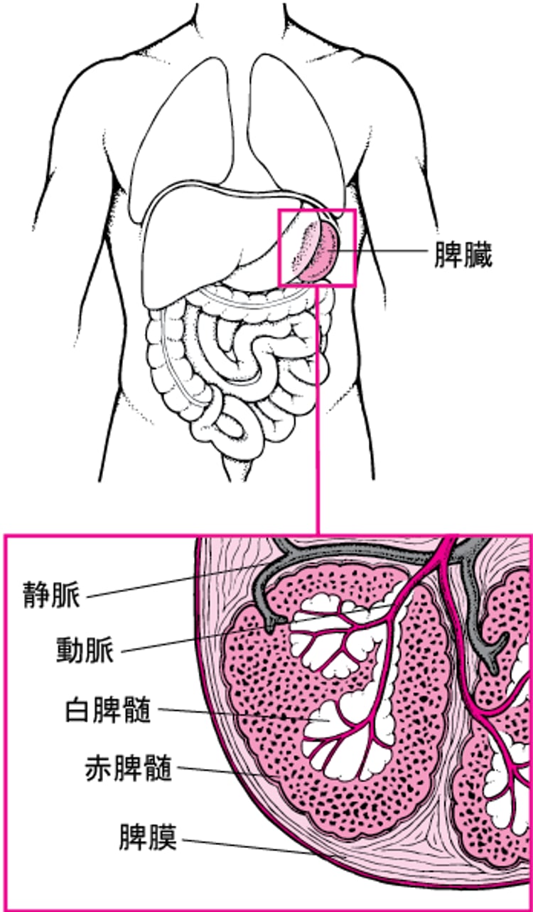 脾臓の構造