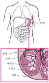 비장 보기