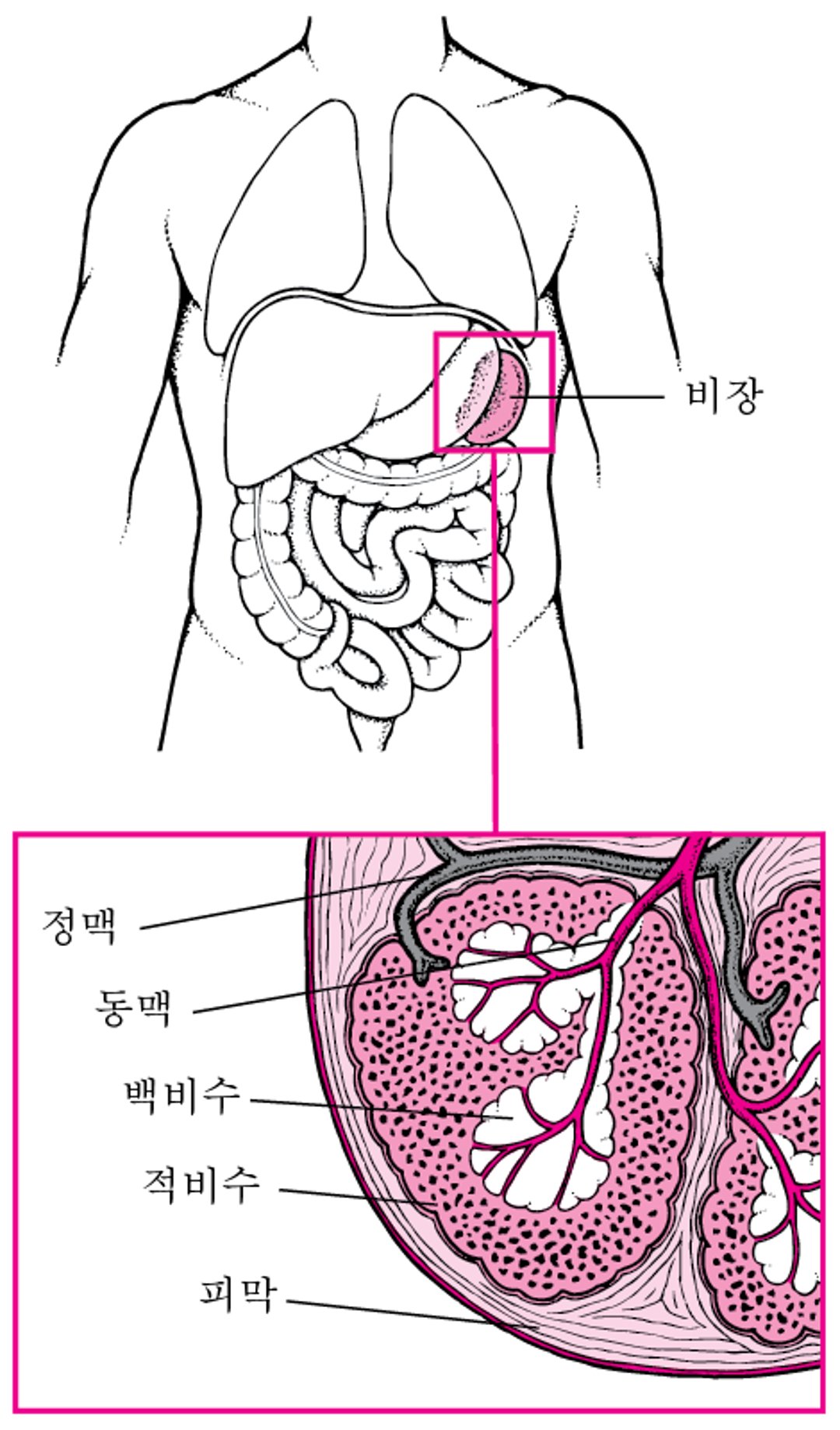 비장 보기