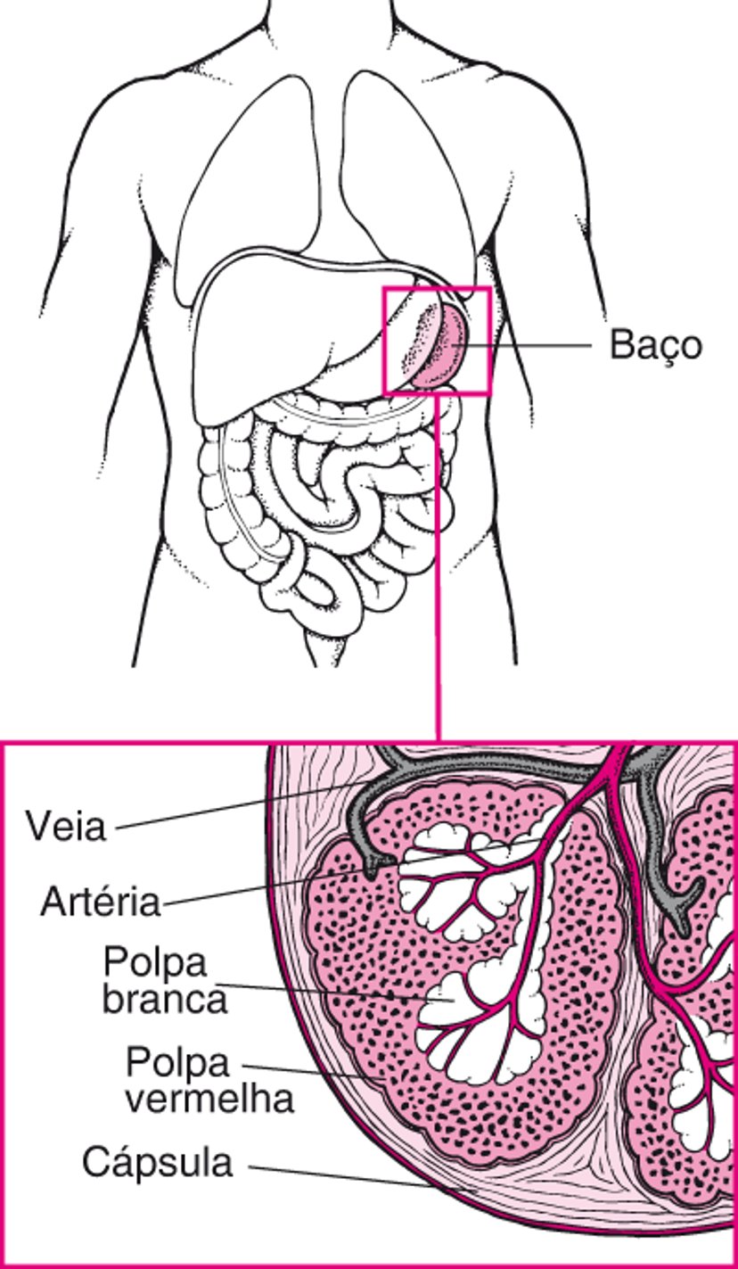 Visualização do baço