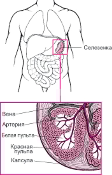 Обследование селезенки