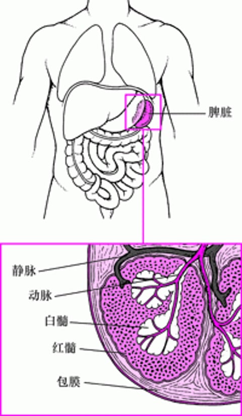 脾脏示意图