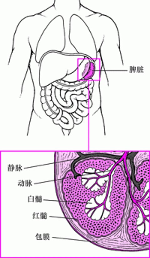 Image:脾脏示意图-《默沙东诊疗手册大众版》