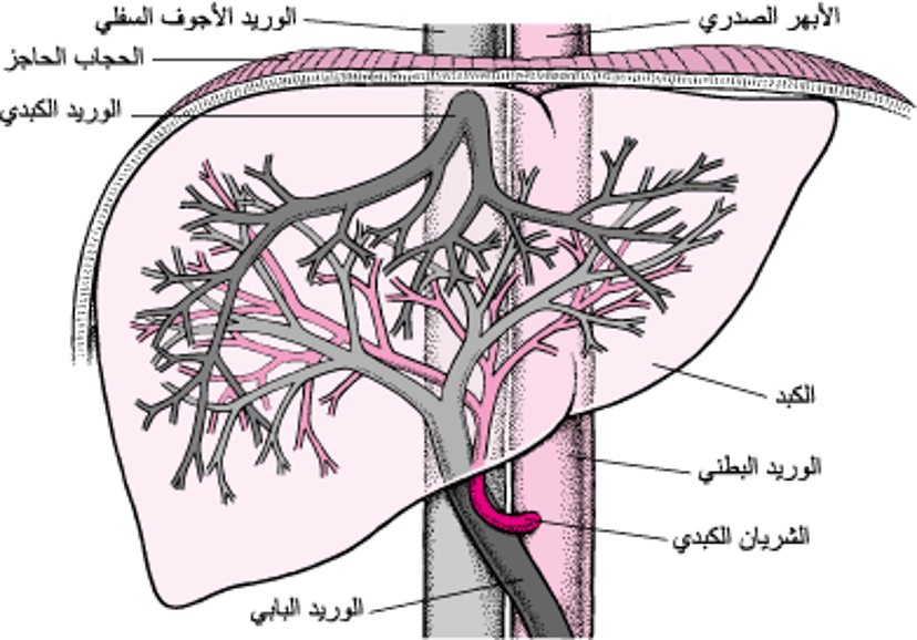 التروية الدمويَّة للكبِد