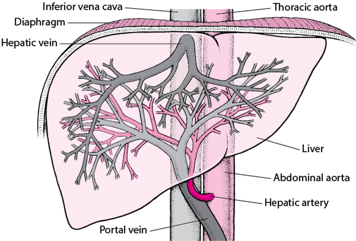 Blutversorgung der Leber