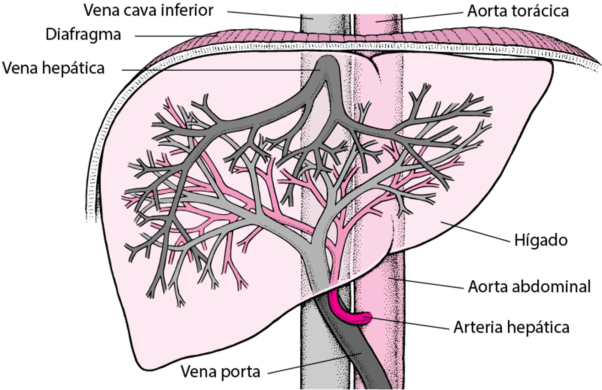 Irrigación sanguínea del hígado