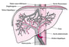 Vascularisation du foie