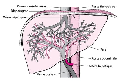 Vascularisation du foie