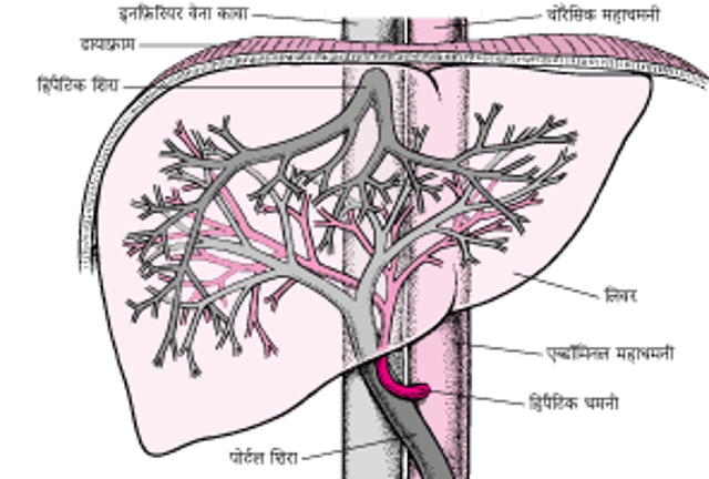 लिवर में रक्त की आपूर्ति