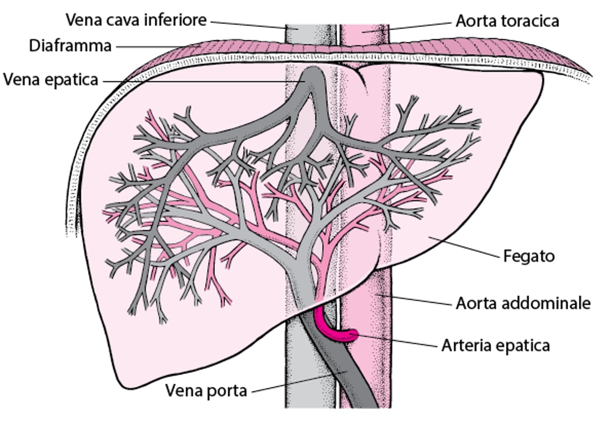 Vascolarizzazione del fegato