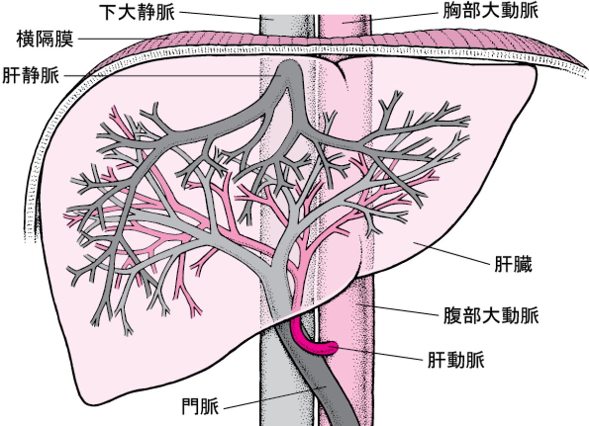 肝臓かんぞうへの血液けつえきの供給きょうきゅう