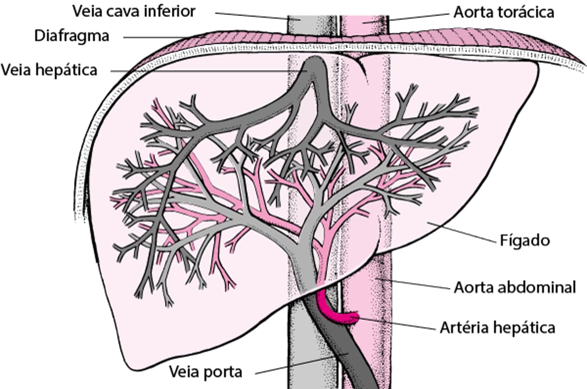 Provimento de sangue ao fígado