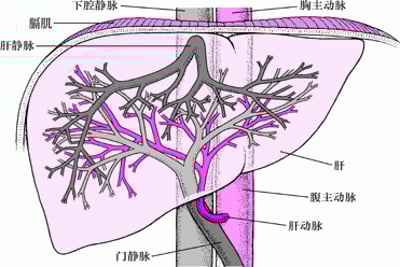 肝脏的供血