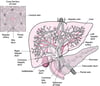 View of the Liver and Gallbladder