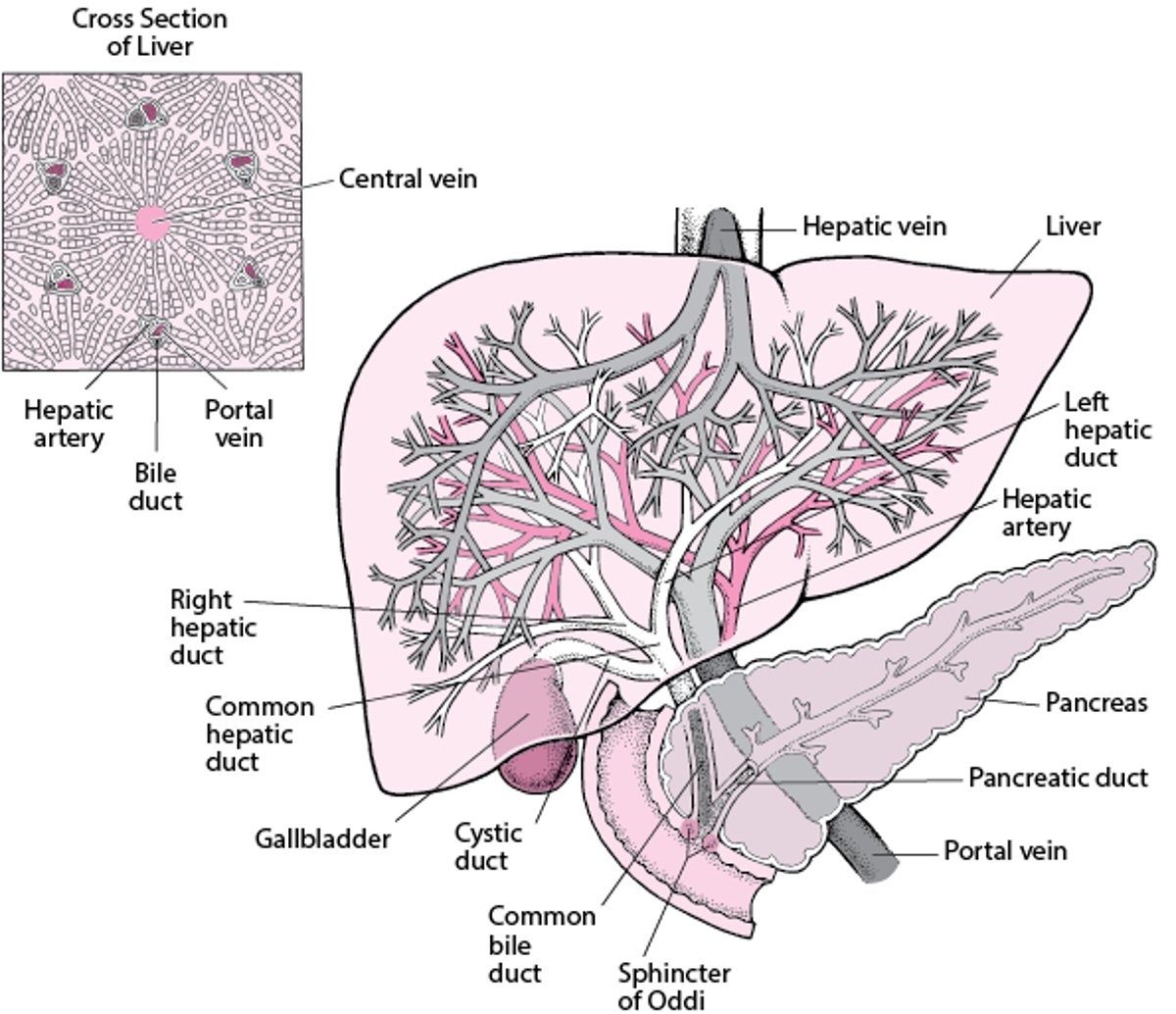 View of the Liver and Gallbladder