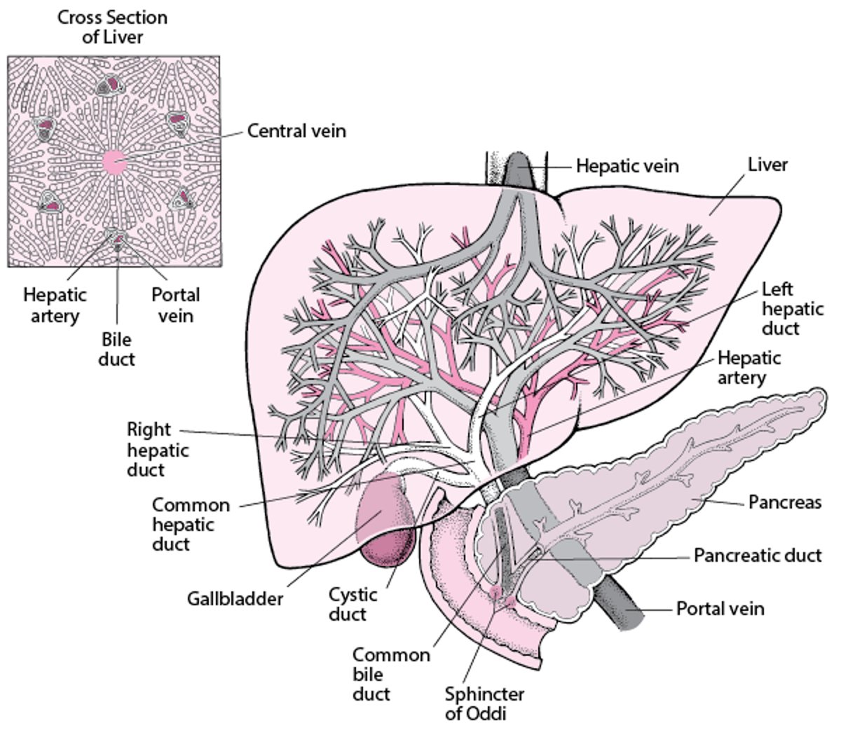 View of the Liver, Bile Ducts, and Gallbladder