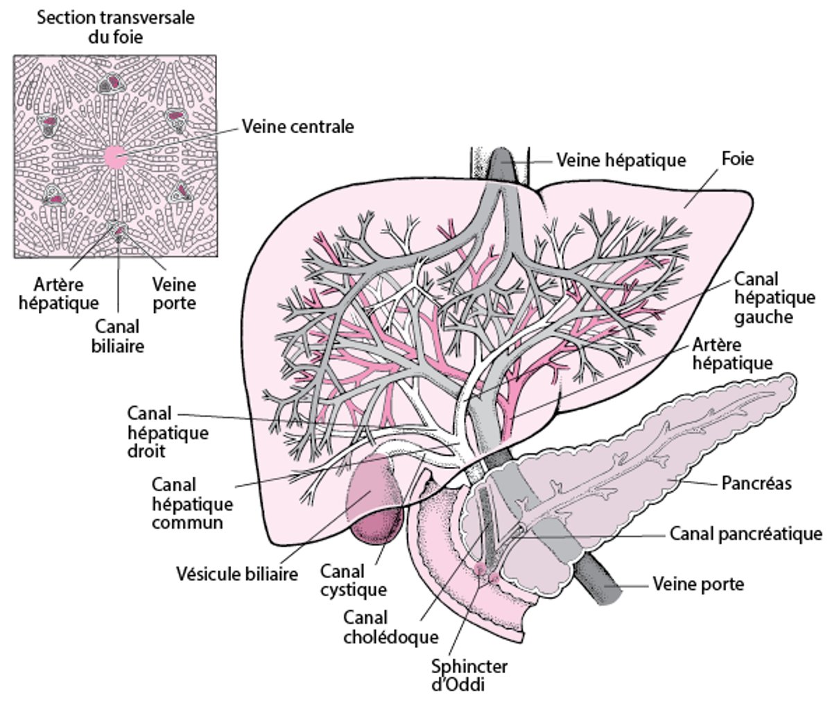 Anatomie du foie, des canaux biliaires et de la vésicule biliaire