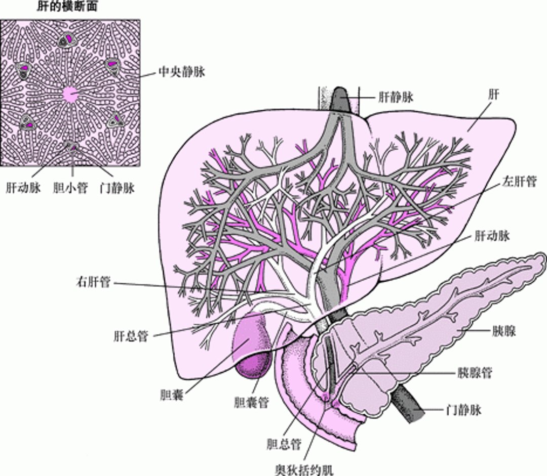 肝脏、胆管和胆囊