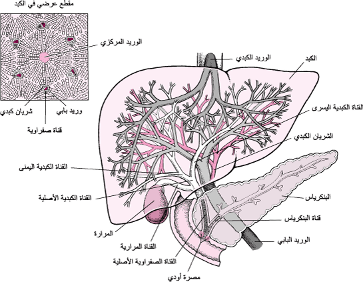 صورة ترسيمية للكبِد والمَرارة
