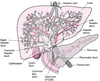 View of the Liver