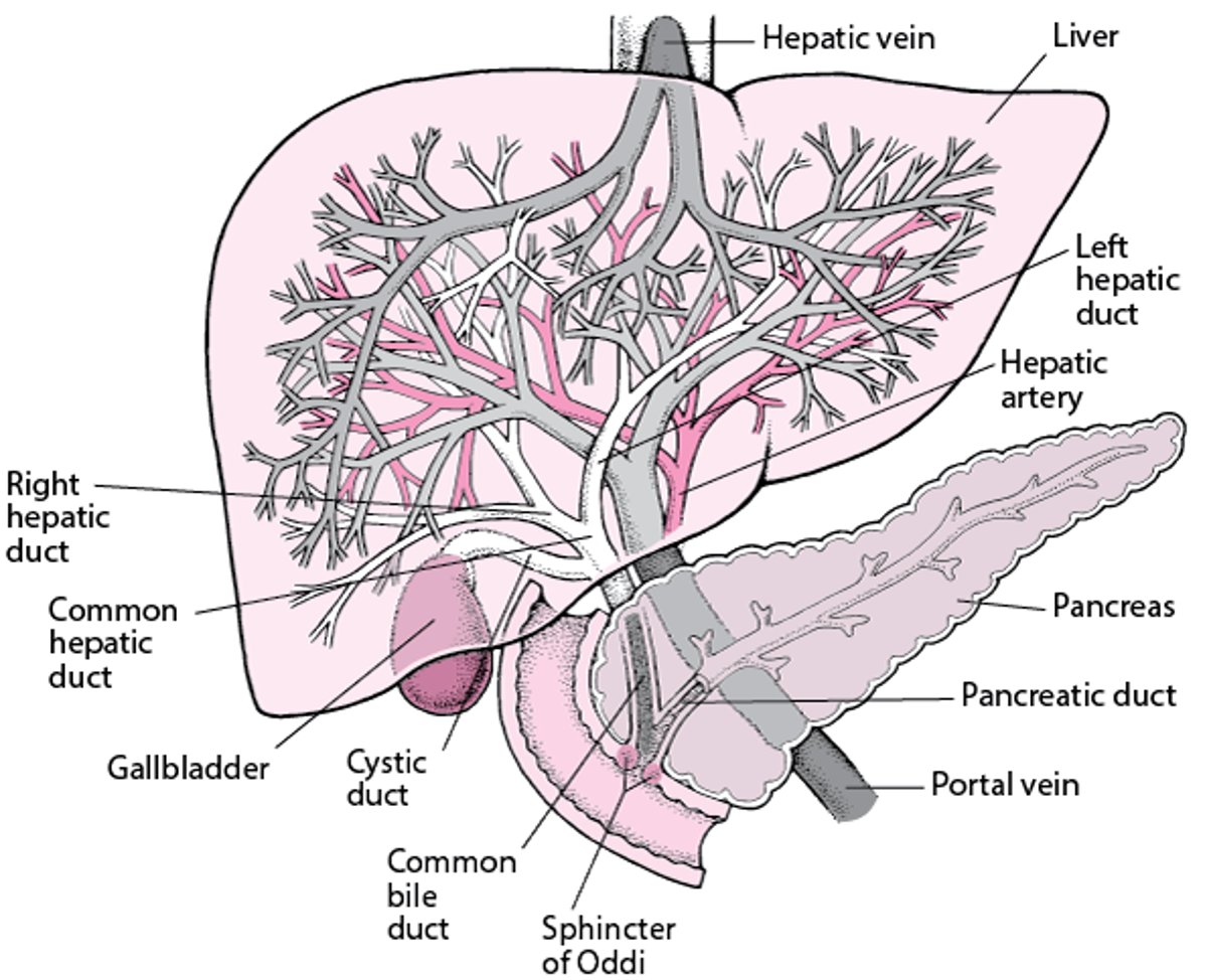 View of the Liver