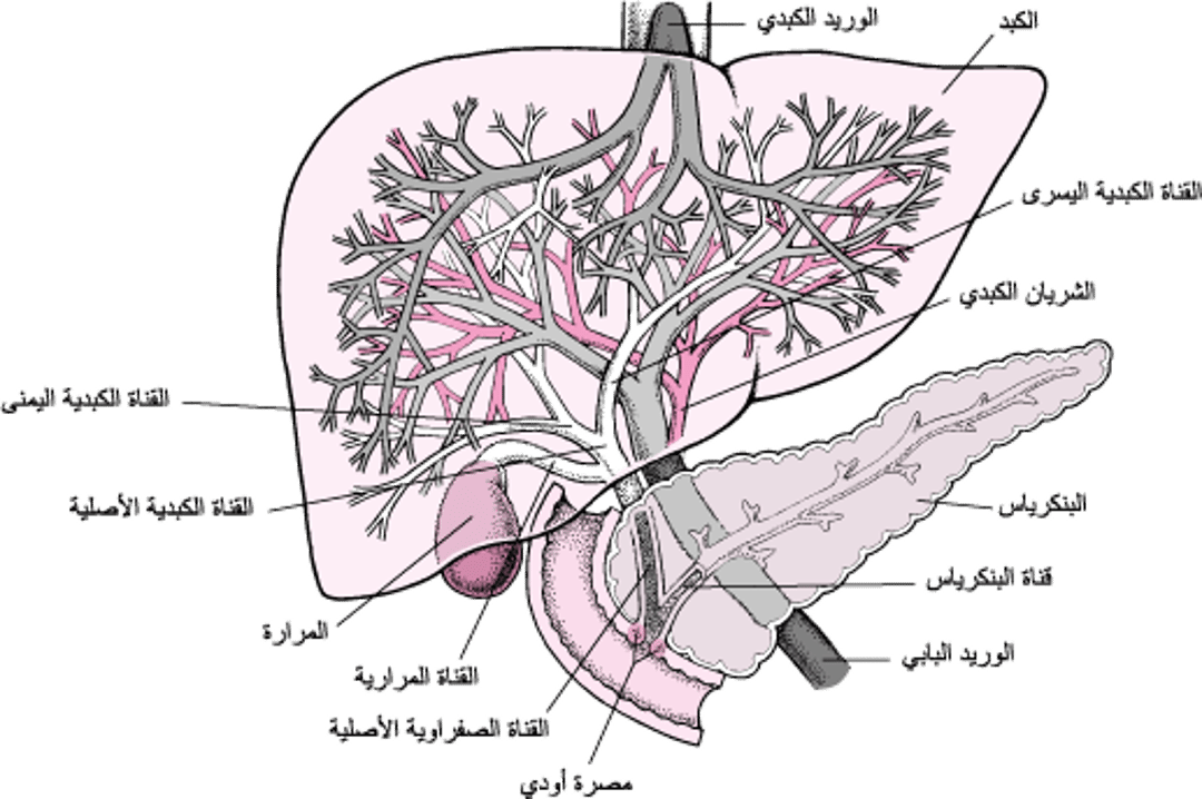 صورة ترسيمية للكبد